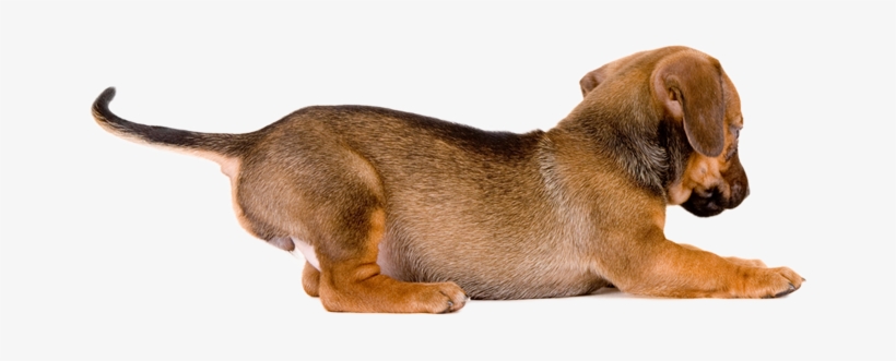 Dogs Playing With A Ball - Playing Puppy Png, transparent png #3808000