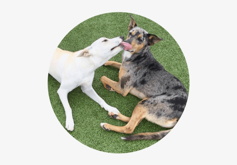 Dogs Playing At Yappy Hour At Paws University - Dog Catches Something, transparent png #3808153