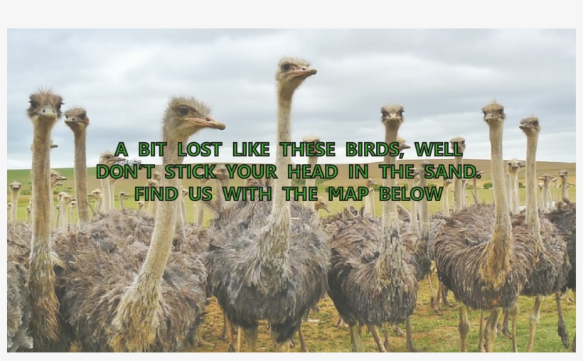 We Are Located In Whangarei Cdb At 8 Vine Street, Just - Art Print: Ostrich Australian Bird By Wonderful Dream, transparent png #3808206