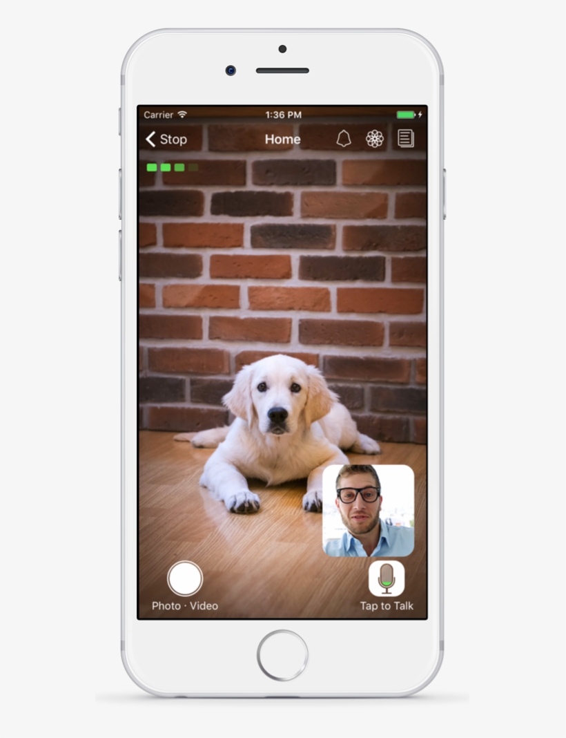 Feeling Pet Stressed - Computer Monitor, transparent png #3808405