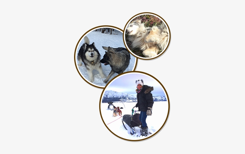 Dogs Playing In Snow - Dog, transparent png #3808603