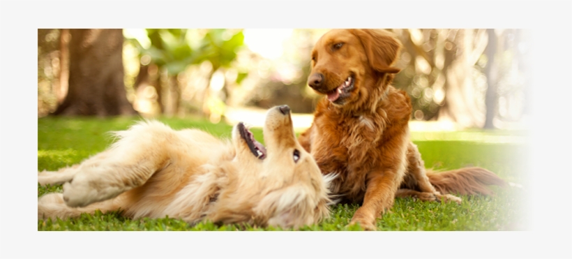 All Creatures Veterinary Clinic And Lodge In Rittman - Golden Retriever Che Giocano, transparent png #3808631