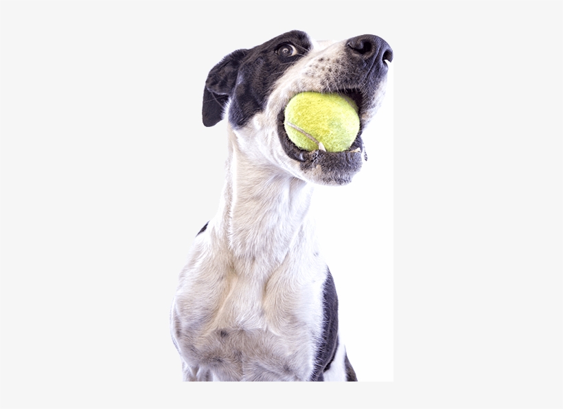 Underground Dog Fence - Dog, transparent png #3808958