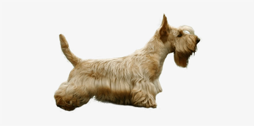 Scottish Terrier, transparent png #3809141
