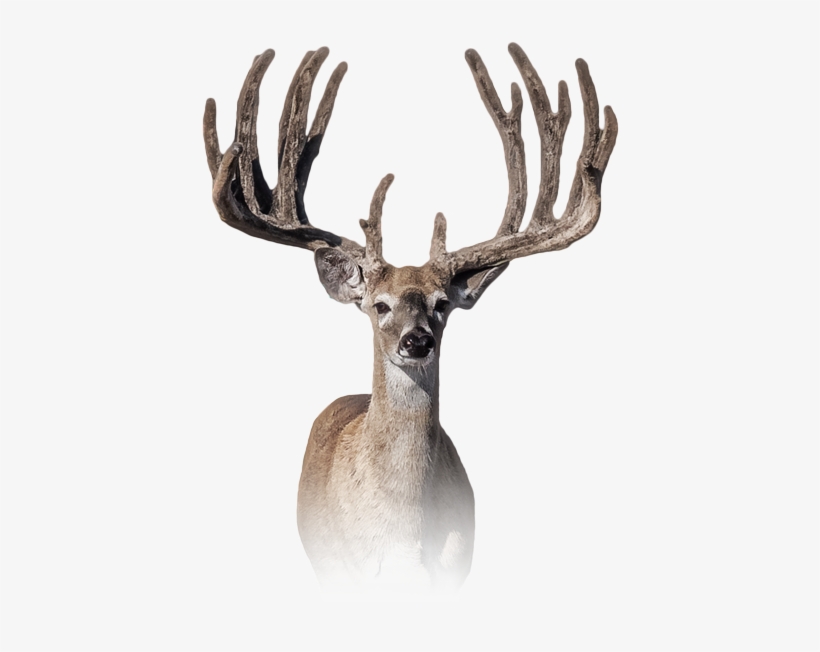 High Heat - Ranch, transparent png #3810773
