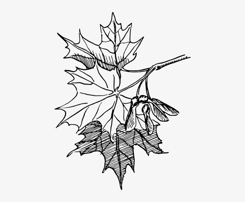 Maple Leaf Tattoo PNG Transparent SVG Vector