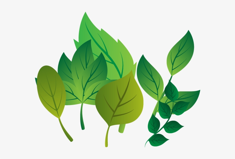 Leaf Vector Download - Вектор Листочки Пнг, transparent png #3811321