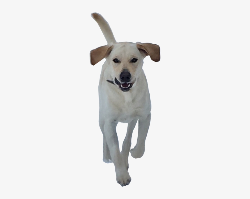 We Offer Classes That Are Either Once A Month And/or - Labrador Retriever, transparent png #3812573