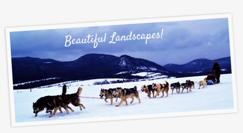 Take Notes On Bookings 25% Of The Price Is Required - Sakhalin Husky, transparent png #3812599