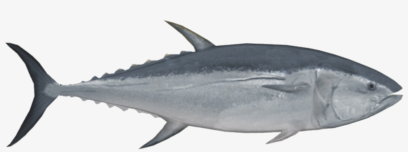 Pacific Bluefin Tuna - Tuna, transparent png #3812758