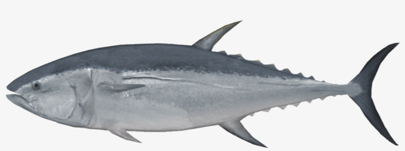 Pacific Bluefin Tuna - Pacific Bluefin Tuna Png, transparent png #3812834