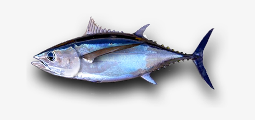 Albacore Tuna Png, transparent png #3812862