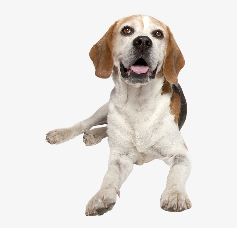 Harrier Hound - Dog, transparent png #3812866