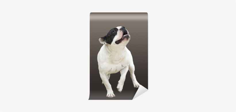 Running Dog Breed French Bulldog On A Brown Background - Dog, transparent png #3813077