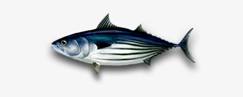 Samson Fish - Png Tuna, transparent png #3813121