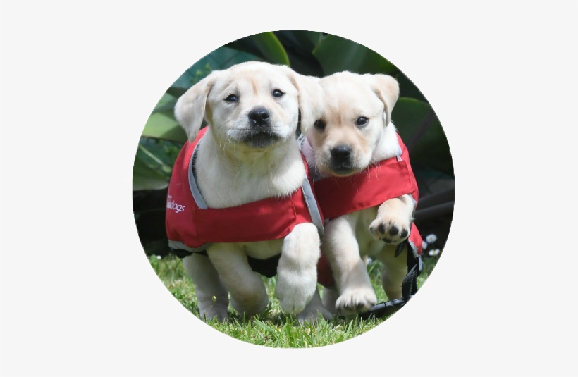 Puppies With Red Coats Running - Puppy, transparent png #3813145
