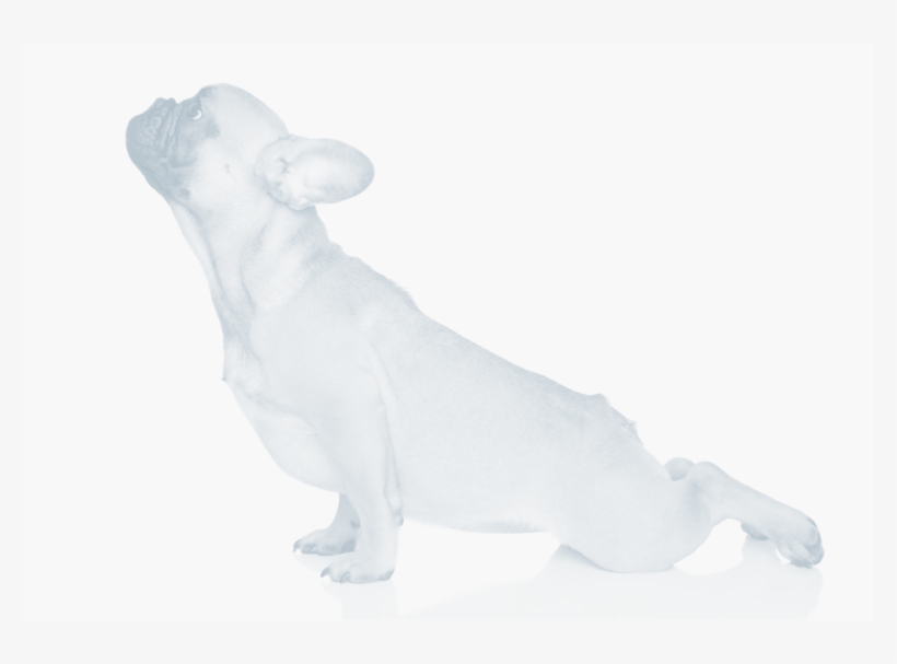 French Bulldog Exercise French Bulldogs Require A Minimal - Dog Yoga Pillow Case, transparent png #3813192