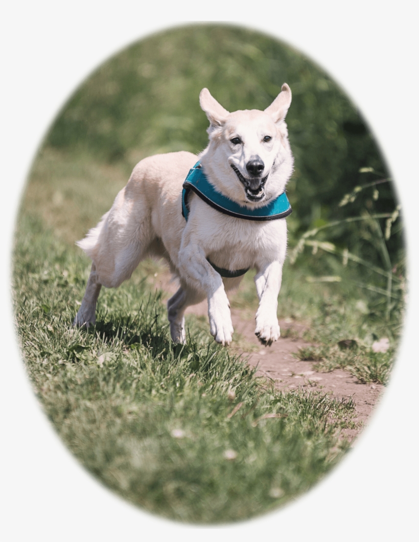 Picture Of A Dog Running - Petrainer Electric Dog Training Collar Rechargeable, transparent png #3813210