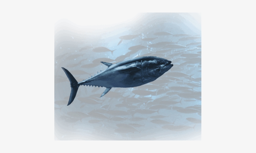 Noaa Fisheries Reverses Course, Decides Endangered - Pacific Bluefin Tuna, transparent png #3813604
