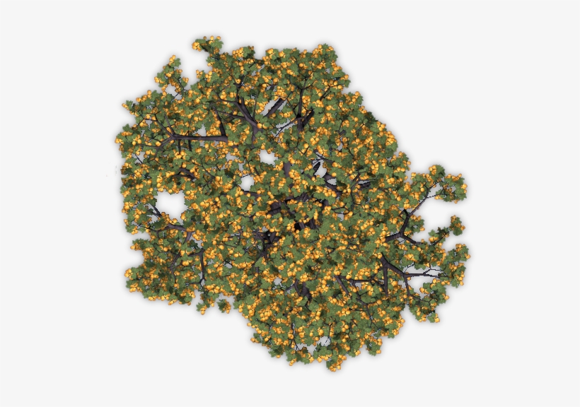 Apricottree4 Blu - Tree, transparent png #3814599