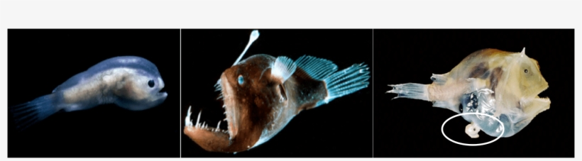 Male And Female Anglerfishes - Poster: Shale's Deep Sea Anglerfish Male, 61x46in., transparent png #3814655