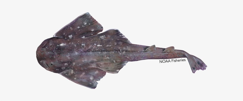 Argentine Angelshark, transparent png #3814734