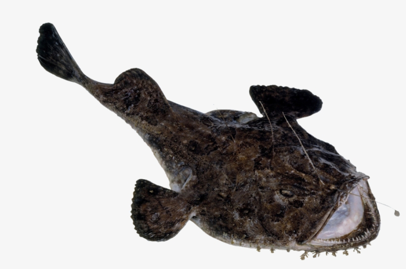 Angler, transparent png #3815213