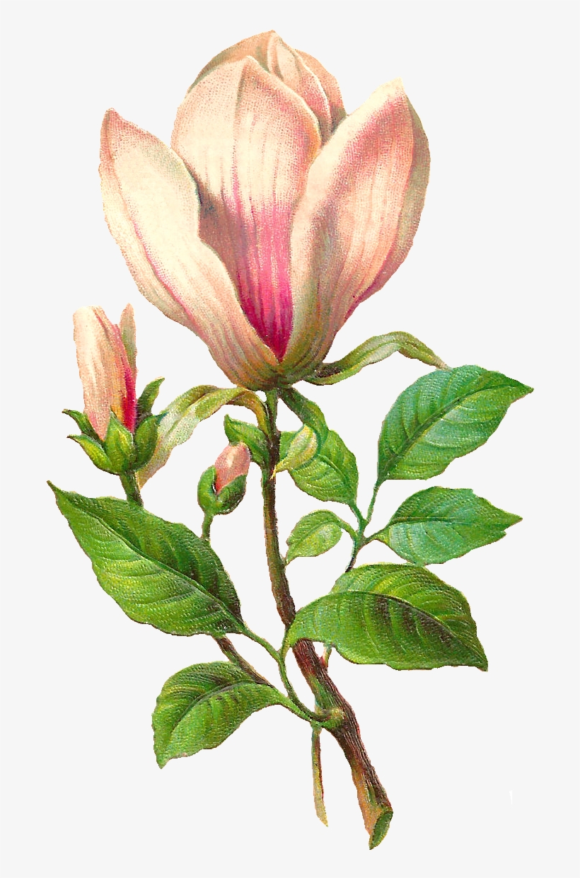 Flower Botanical Png, transparent png #3815357