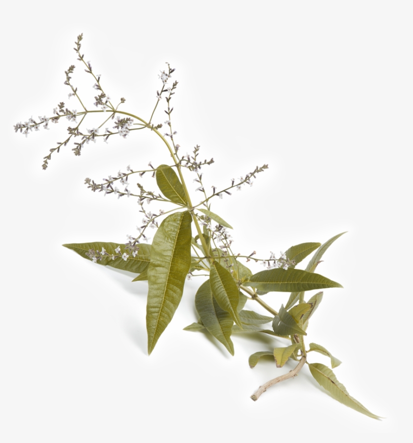 Product Description - Infusión Hierbaluisa Del Empordà Tegust 10 Uds, transparent png #3815418