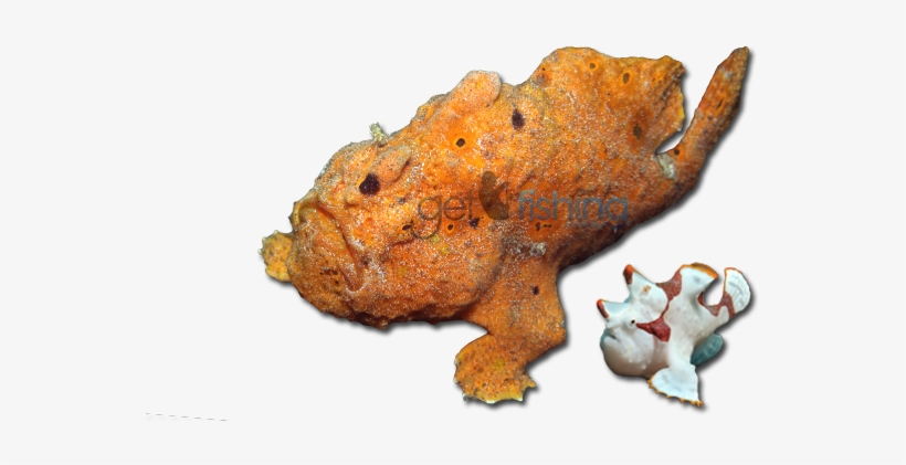 Painted Anglerfish - Bufo, transparent png #3815474