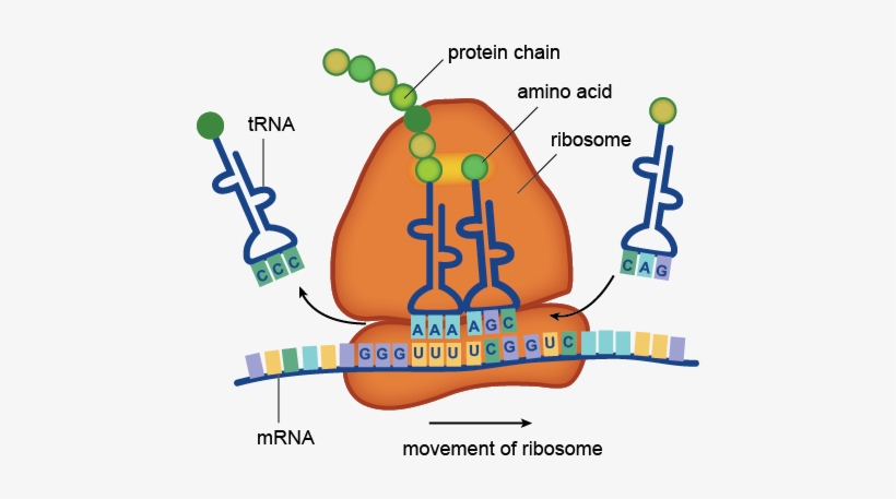 Dna Structure Clipart Clipart Transparent Background - Ribosome Protein Synthesis, transparent png #3815533