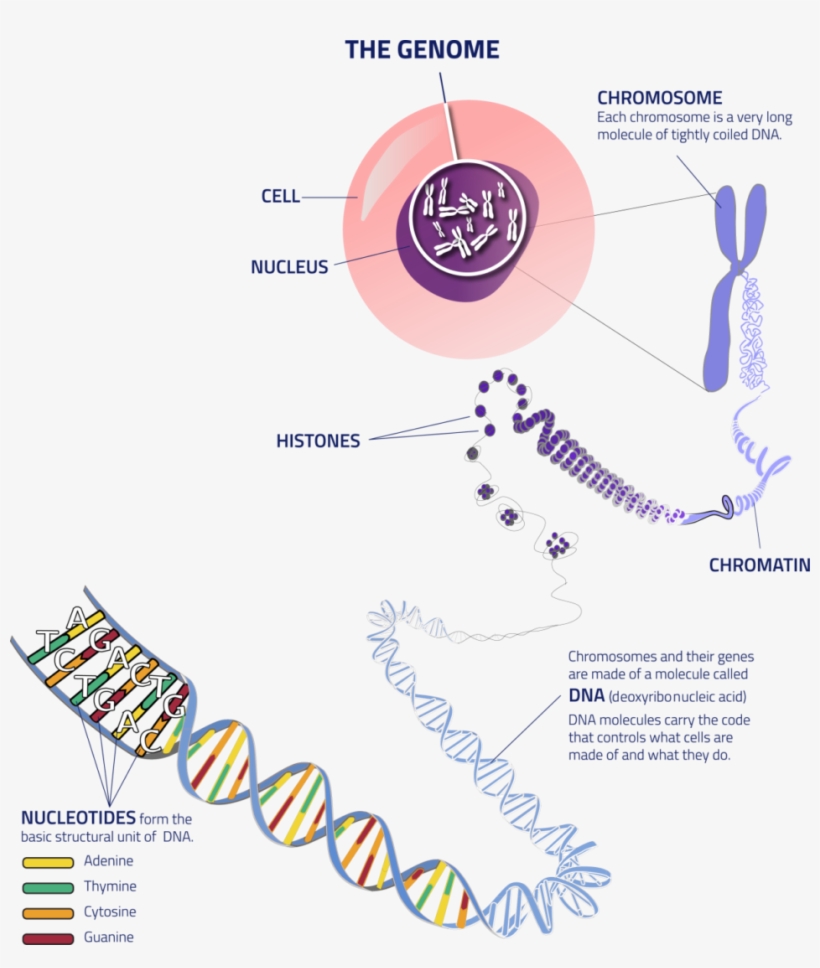 Thegenome Cell To Dna - Many Chromosomes Do Humans Have, transparent png #3815653