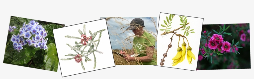 For More Information About Artists And Works Selected - House Fly, transparent png #3815717