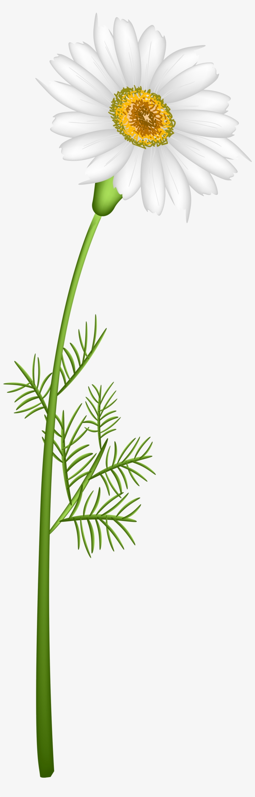 Camomile Clipart, transparent png #3816279