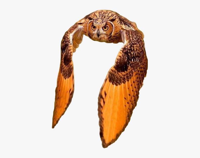 Animalthis Beautiful Owl Flying - Grand Duc D Amerique, transparent png #3819154
