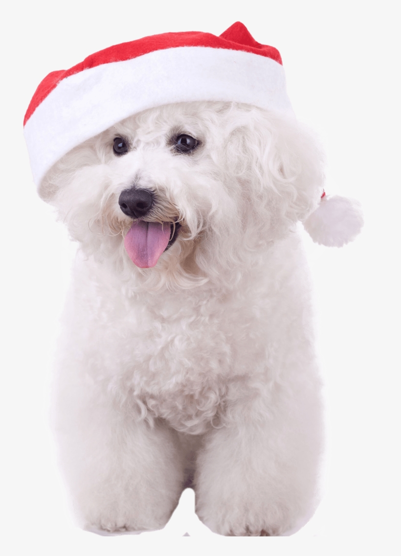 Bichon Frise With Christmas Hat, transparent png #3820473