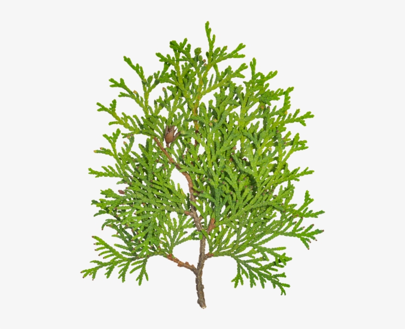 Conifers, transparent png #3821207