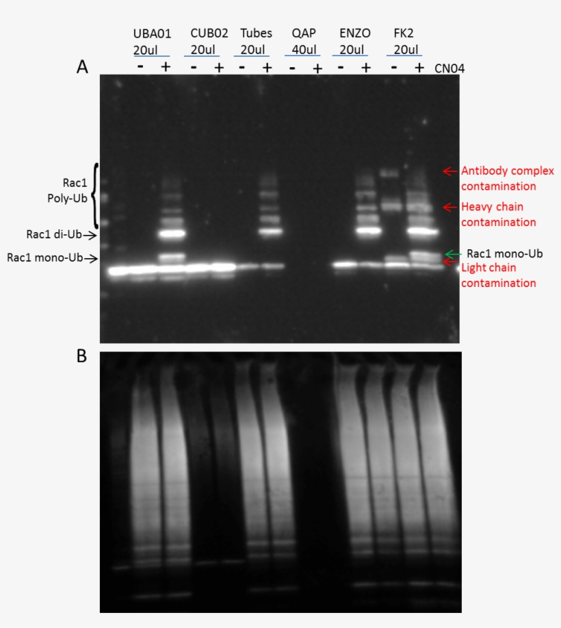 Figure 1 Legend - 3t3 Cells, transparent png #3821231