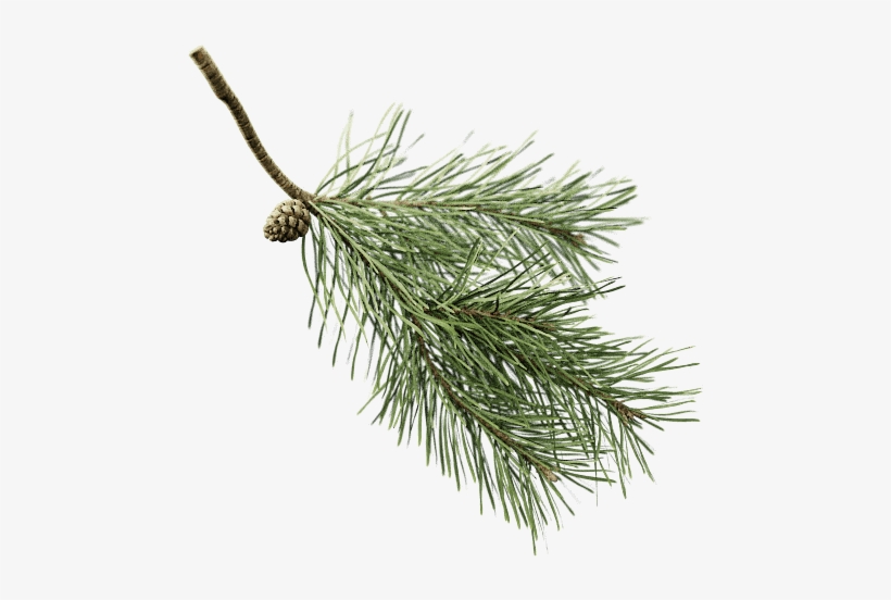 Posts Tagged "conifer" - Scots Pine Twig, transparent png #3821258