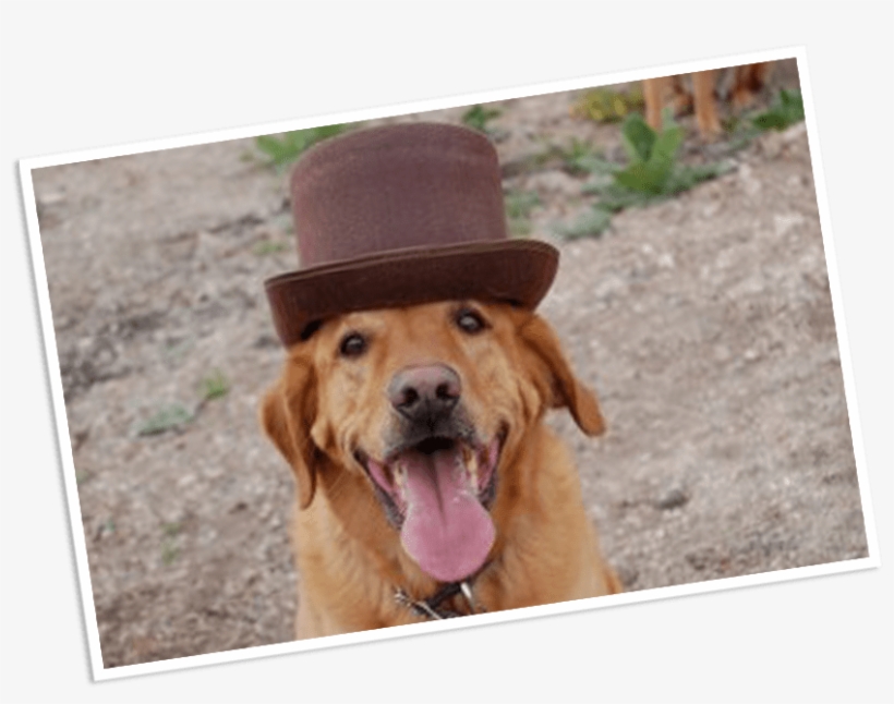 Details - Buster's Natural Pet Supply, transparent png #3821901
