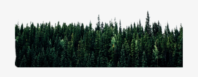 Forest Freetoedit - Tree Line, transparent png #3821930