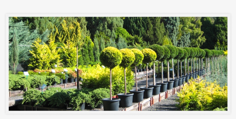 Play Pause - Thuya, transparent png #3822129