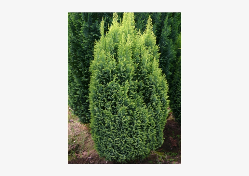 1x Chamaecyparis Ellwoods Gold Dwarf Ornamental Conifer - Chamaecyparis Lawsoniana Ellwood's Gold, transparent png #3822151