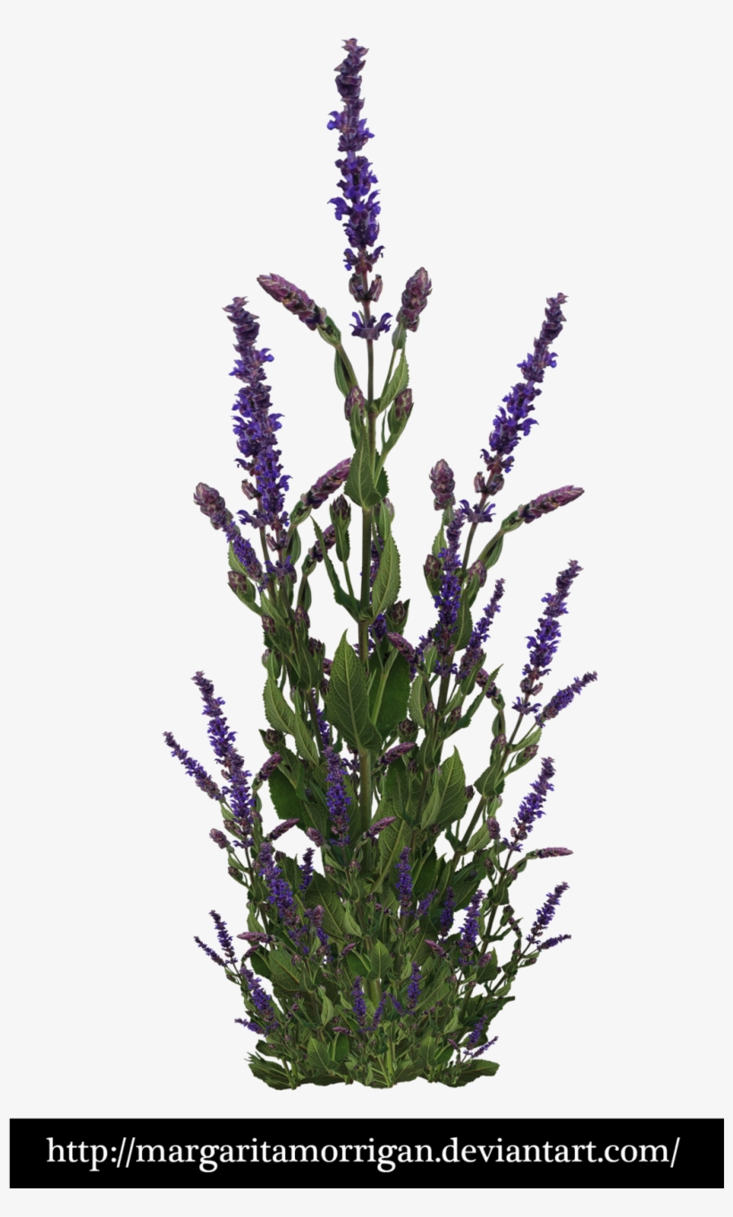 Purple Bush By Margarita-morrigan - Shrub, transparent png #3825004
