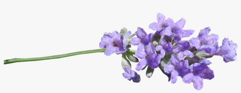 Lavender Png, transparent png #3825036