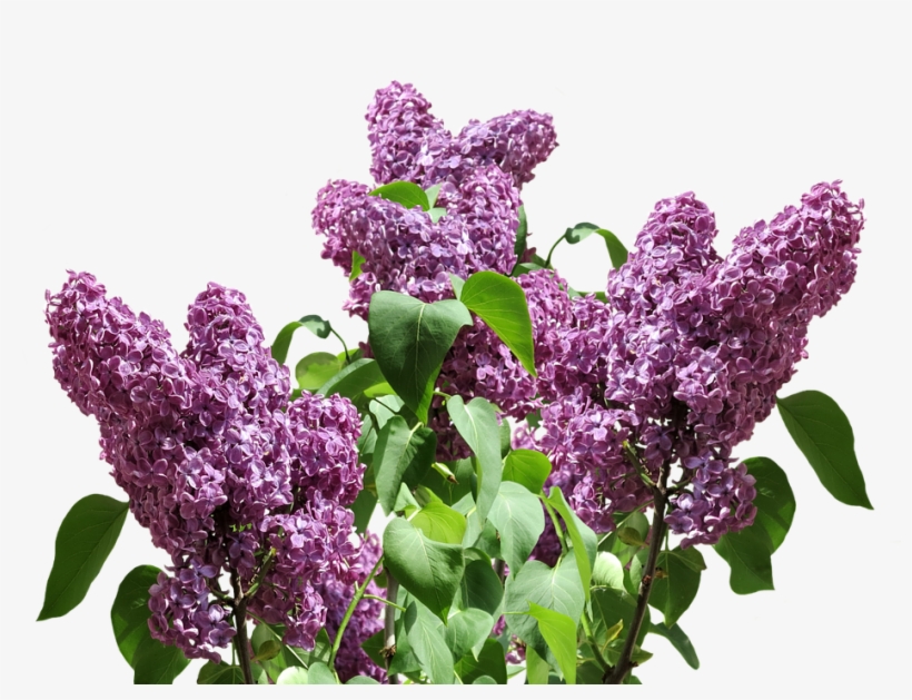 French Lilac Garden Shrubs - Transparent Lilac, transparent png #3825057