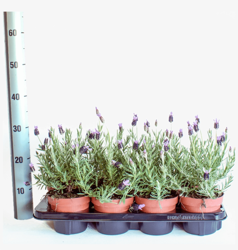 Lavandula Stoechas Papillon In Pot Size 17 Centimeters - Flowerpot, transparent png #3825106