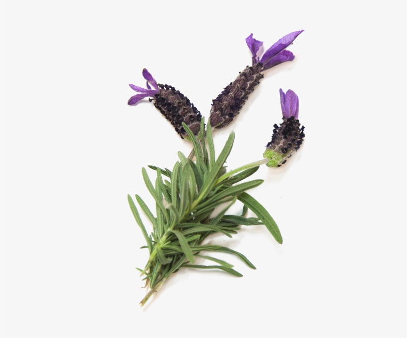 Buy Now - French Lavender, transparent png #3825553