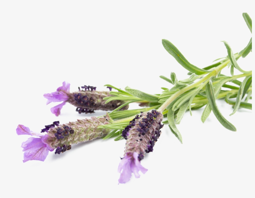 Small Batch Distillery - French Lavender, transparent png #3825757