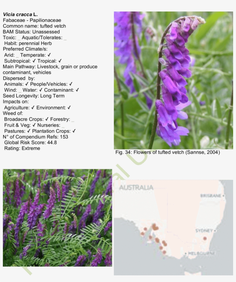 Habit Of Tufted Vetch Map - Bird Vetch, transparent png #3825785